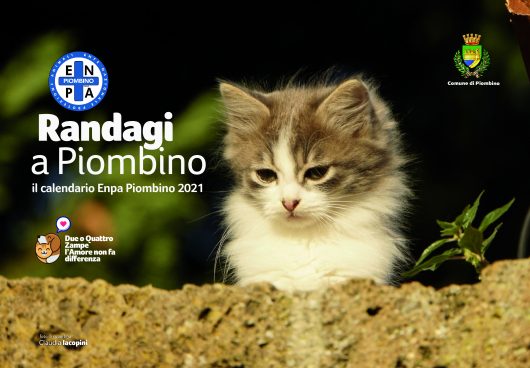 Randagi a Piombino 2021